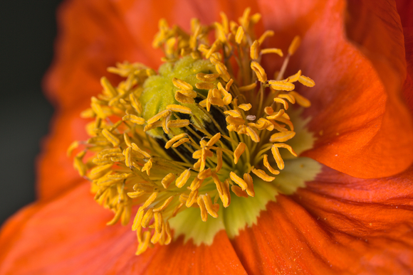 oranje papaver