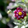 Roze bloemetje