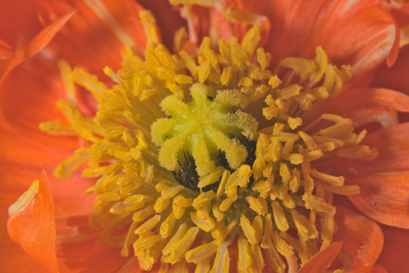 Oranje papaver, het hart