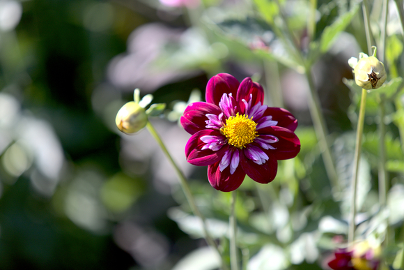 Roze bloemetje