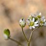 Zeer kleine witte bloemetjes