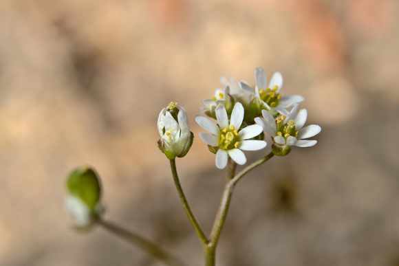 Zeer kleine witte bloemetjes
