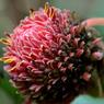 Roze bloem