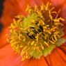 Bloemen