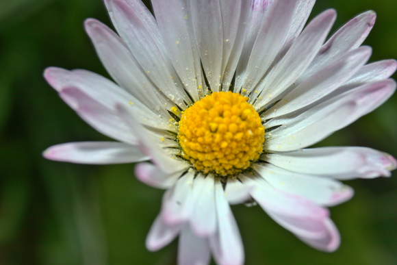 Witte bloem