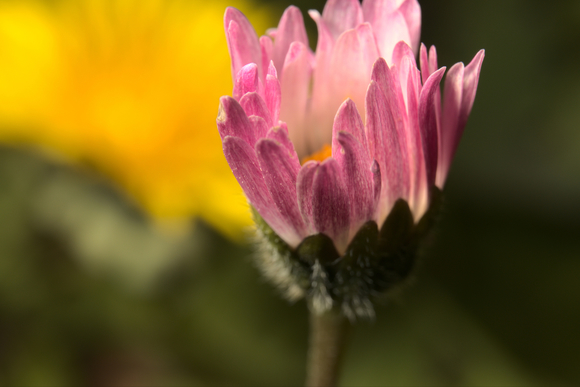 Roze bloem