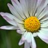 Witte bloem