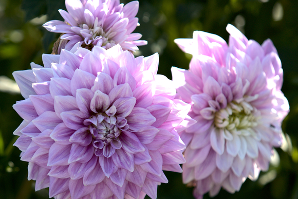 roze bloem
