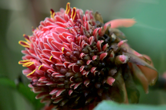 Roze bloem