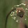 aparte bloem