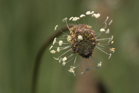 aparte bloem