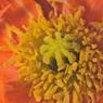 Oranje papaver, het hart