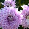 roze bloem