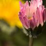 Roze bloem