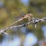Libelle