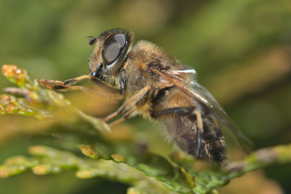 Eristalis Tenax - Zweefvlieg