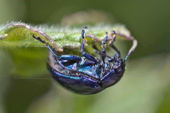 Blue beetle - Chrysochus cobaltinus - milkweed beetle