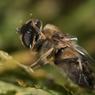 Eristalis Tenax - wasbeurt
