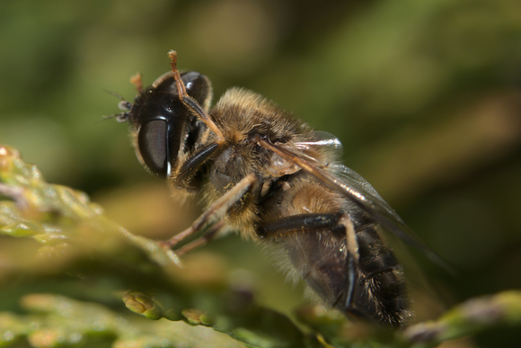 Eristalis Tenax - wasbeurt