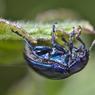 Blue beetle - Chrysochus cobaltinus - milkweed beetle