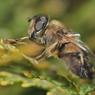 Eristalis Tenax - Zweefvlieg