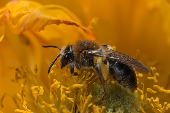 Honingbij in papaver