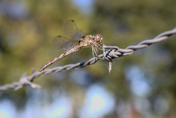 Libelle
