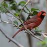 Vogels